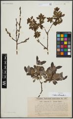 Foto von Salix arbuscula L.